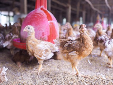 Tavuk çiftliğindeki kahverengi tavuğu kapat.