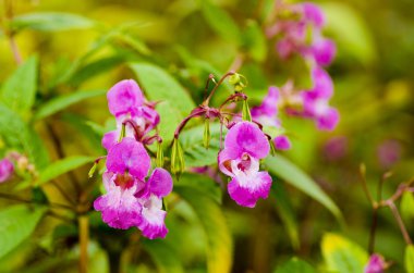 Himalaya Balsam veya Impatiens Tagetes