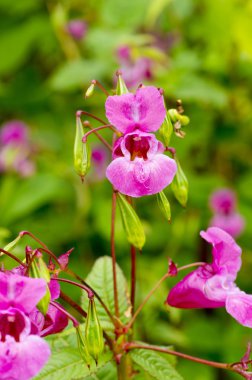 Himalaya Balsam veya Impatiens Tagetes