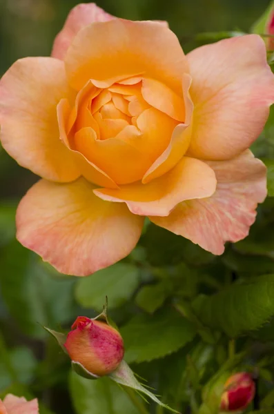 Schöne gelbe Friedensrose — Stockfoto