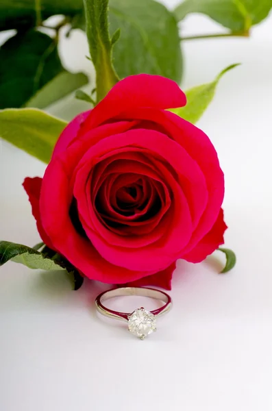 Single Red Rose with Diamond Ring Royalty Free Stock Photos