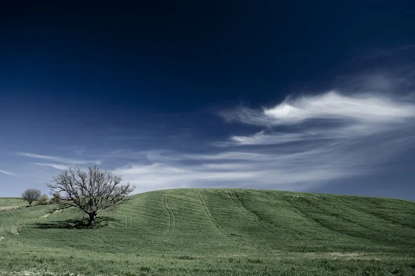 Hills with landscape and grass in italy — Stock Photo, Image