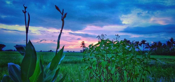 Green Grass Time — стоковое фото