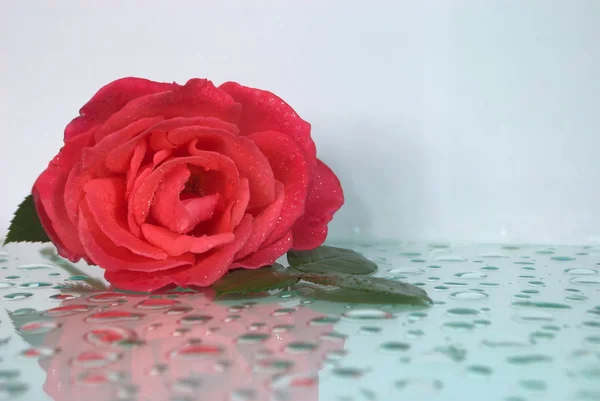 Beyaz ayna üzerinde pembe gül