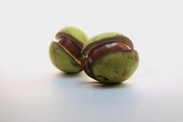Kestane, sonbahar renkleri, izole