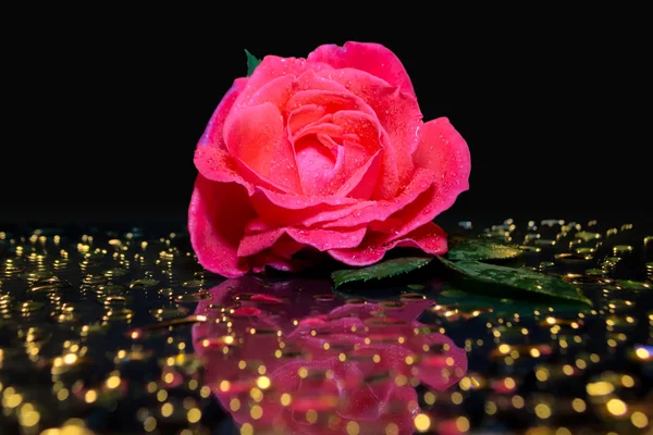 Siyah ayna üzerinde pembe gül