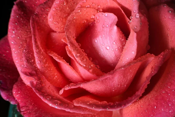 Red rose macro — Stock Photo, Image