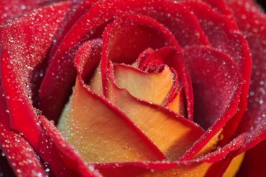 kırmızı ve sarı gül