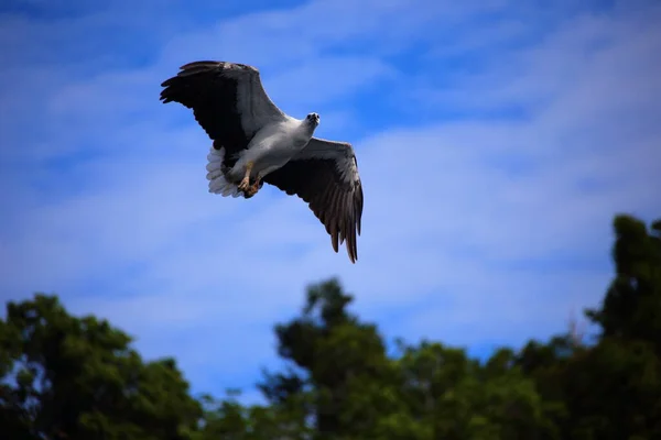 Predator Bird Flying Looking Prey — Stock Photo, Image