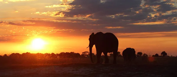 Günbatımının arka planında filler. 2011 'de Botswana' da çekilmiştir..