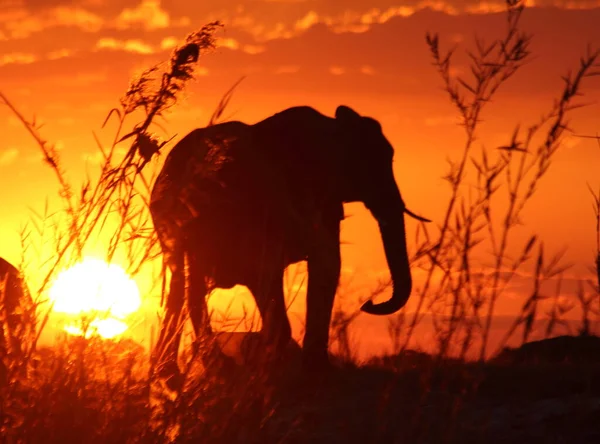 Éléphants Sur Fond Coucher Soleil Photo Prise Botswana 2011 — Photo