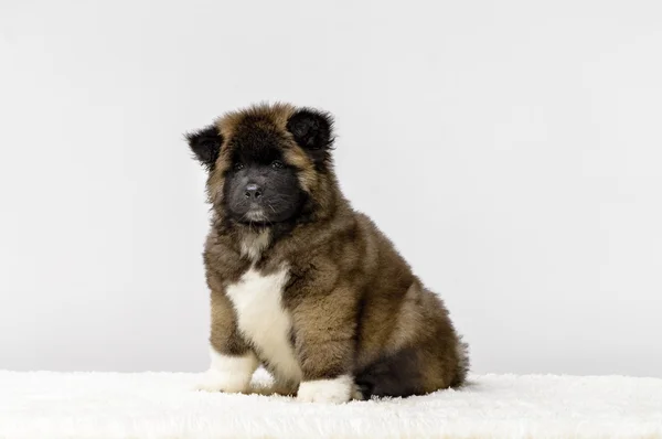 Cachorro americano akita — Foto de Stock