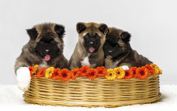 Filhote de cachorro americano akita — Fotografia de Stock