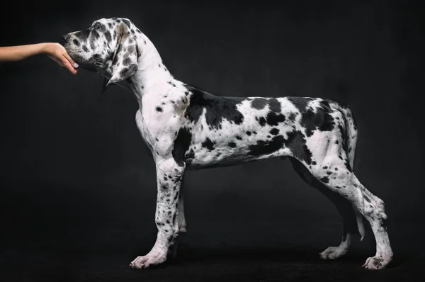 Портрет красивой собаки на черном фоне — стоковое фото