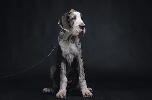 Portret van een prachtige hond op een zwarte achtergrond — Stockfoto