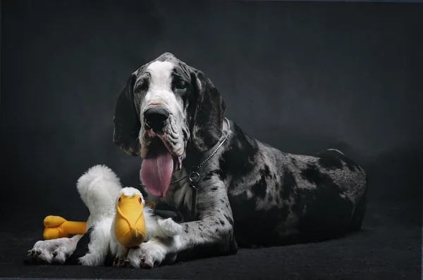 Retrato de un hermoso perro con un juguete sobre un fondo negro — Foto de Stock