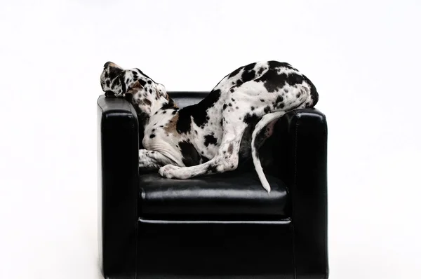 Portrait d'un beau chien dans la chaise sur fond blanc — Photo