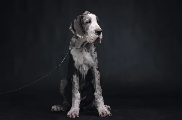 Портрет красивой собаки на черном фоне Стоковая Картинка