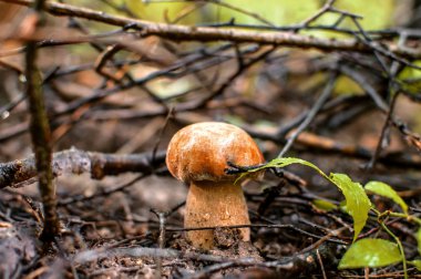 Ormanda mantar yetişir.