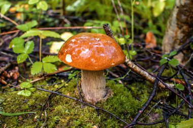 Ormanda mantar yetişir.