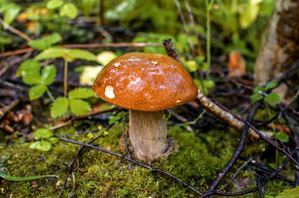 Cogumelo cresce na floresta — Fotografia de Stock