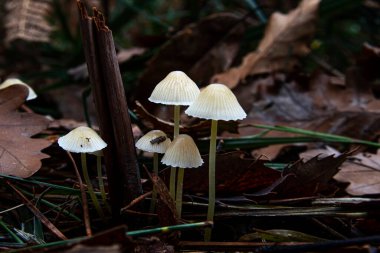 Beş küçük ince mantar, beyaz kaplamalı. Karanlık sonbahar ormanlarında parlıyor..