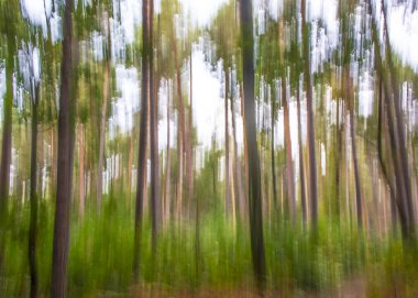 Çam ormanının doğasında soyut sanat deneyi.