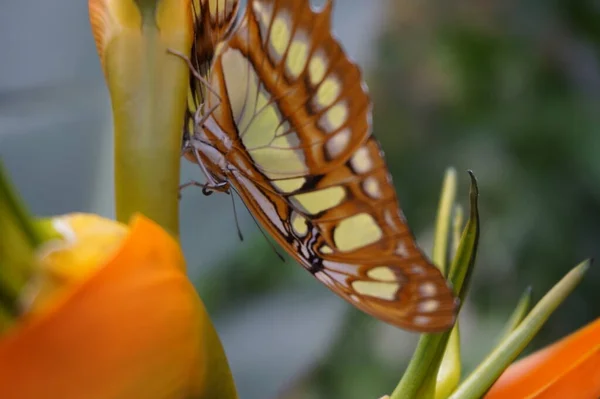 Orange Und Gelb Schmetterling Costa Rica — Stockfoto