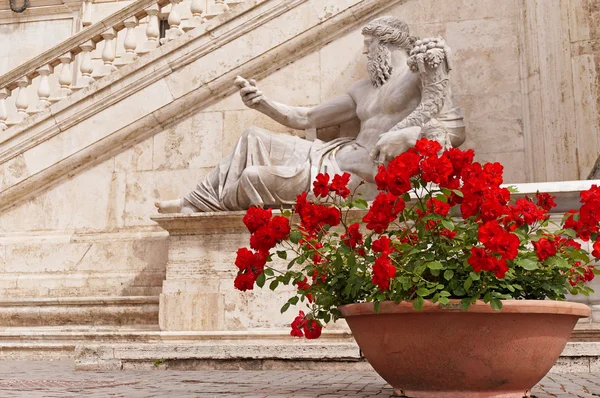 Roma'daki Piazza del Campidoglio adlı kırmızı gül