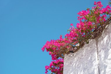 Bougainvillea çiçek mavi gökyüzü arka plan üzerinde