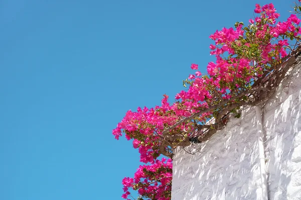 Bougainvillea Flowers on a Blue Sky Background — Stock Photo, Image