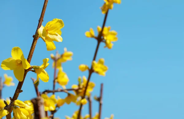 Hor çiçeği Intermedia Spectabilis x