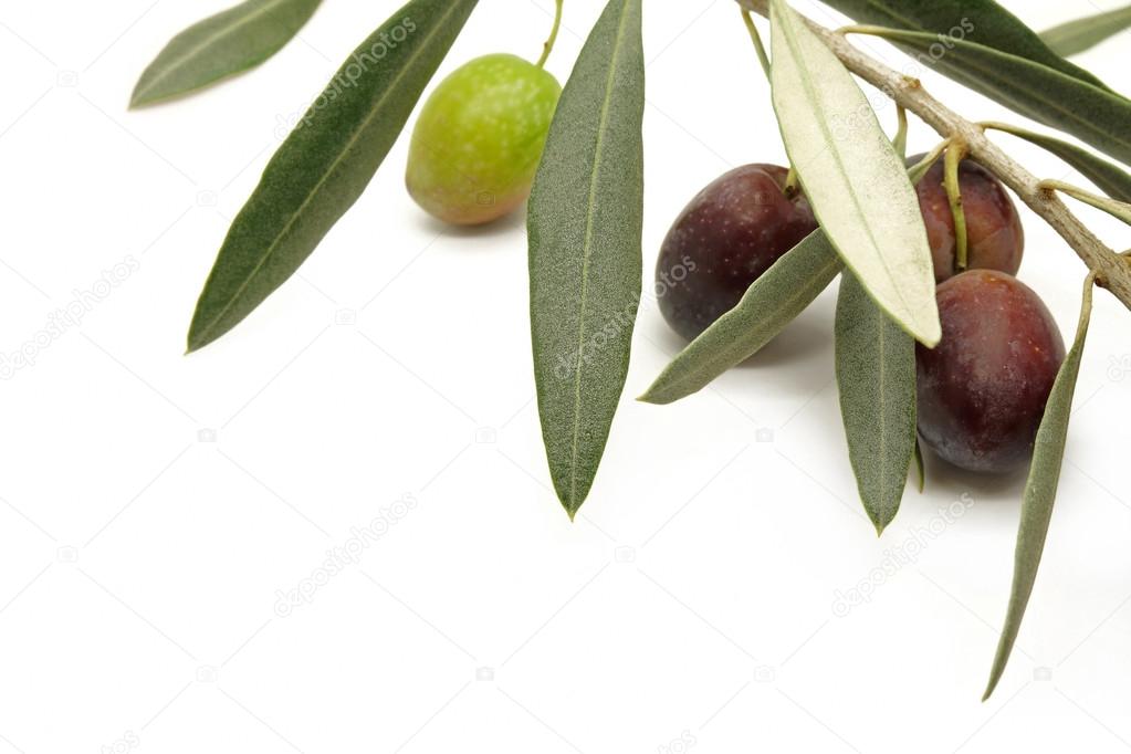 Olive Branch on White Background