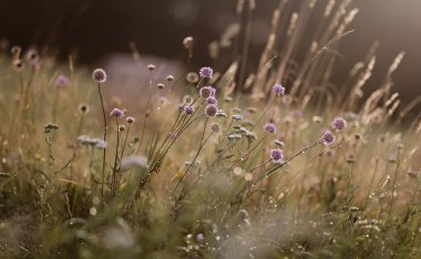 Çiçekler güneş zemin üzerine