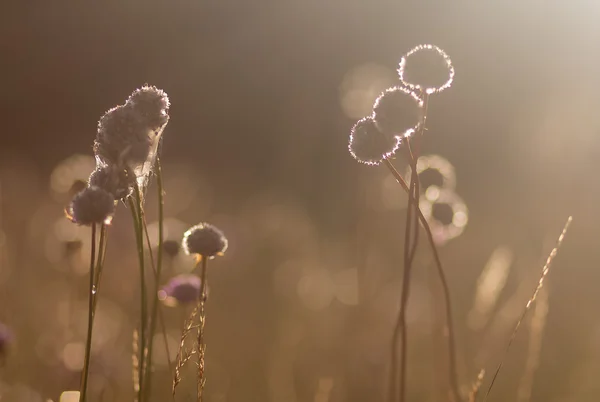 Wildblumen auf dem Hintergrund der untergehenden Sonne — Stockfoto