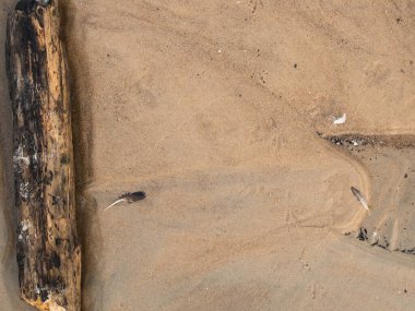 Saksağanın tüyü kumun üzerinde yatıyor. Mevsimlik yaz kuşu tüyü