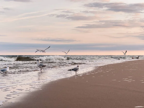 Grupo Personas Disfrutando Puesta Sol Orilla Del Mar Báltico Con — Foto de Stock