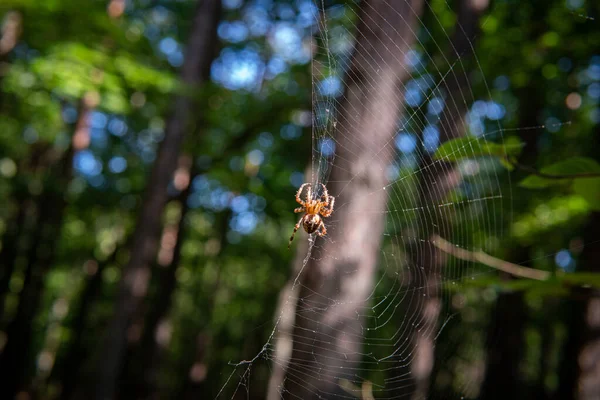 Pavouk Pavučině Pozadí Podzimního Lesa Pavučina Při Západu Slunce — Stock fotografie