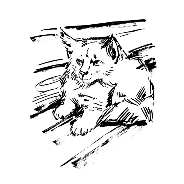Handgezeichnete Vektorillustration Mit Katze Grafisches Vintage Design — Stockvektor