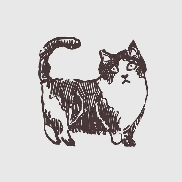 Die Katze Handgezeichnete Vektorzeichnung Druckerschwärze Tierischer Charakter — Stockvektor