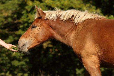 kahverengi at otlatma