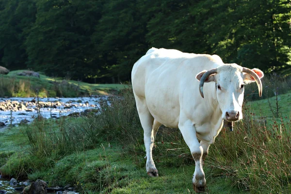 Pastoreio de vaca branca — Fotografia de Stock