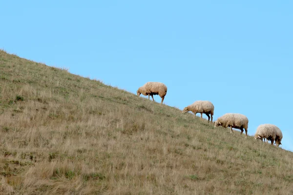 Sheeps van het Baskische land — Stockfoto