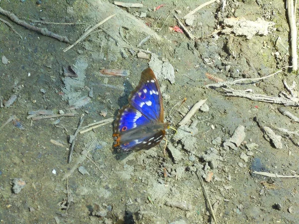 Modrý Zářící Hnědý Motýl Sedící Špíně Krásný Purpurový Císař Jasnými — Stock fotografie