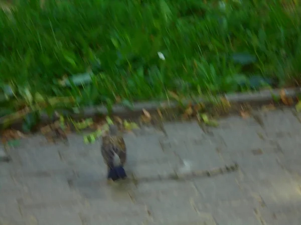 Mouvement Image Floue Oiseau Grive Sur Trottoir Robin Des Bois — Photo