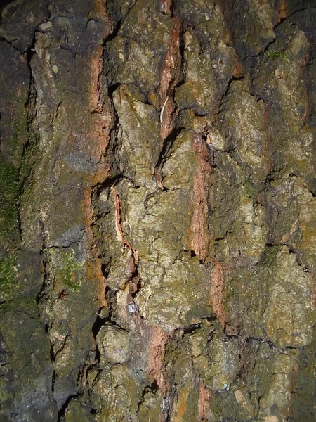 Spruce Tree Bark Natural Wallpaper Pattern Brown Green Surface Background — Stock Photo, Image