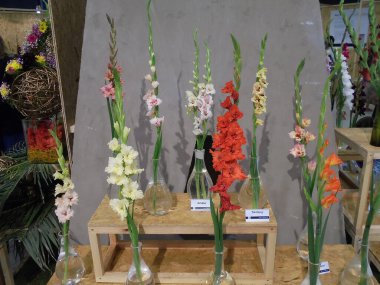 Olomouc, Çek - 08 18 2016: Flora sergisinde çok çeşitli gladiola çiçekleri ve farklı renkte cam vazolar. Doğrudan görünüm