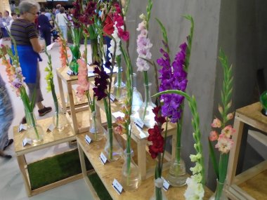Olomouc, Çek - 08 18 2016: Flora sergisinde çok çeşitli gladiola çiçekleri ve farklı renkte cam vazolar. Turistlerle yan görünüm.