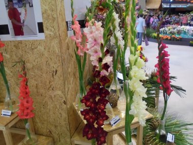 Olomouc, Çek - 08 18 2016: Flora sergisinde çok çeşitli gladiola çiçekleri ve farklı renkte cam vazolar. Uzak arka planda turistlerle ve havuzlu kenar görüntüsü