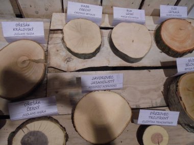 Olomouc, Çek - 04 27 2018: Flora Sergisi 'nde geniş yapraklı ağaçların çoklu ahşap çemberlerine yakın çekim